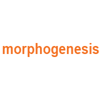 Morphogenesis Logo - Surat Diamond Bourse Partner